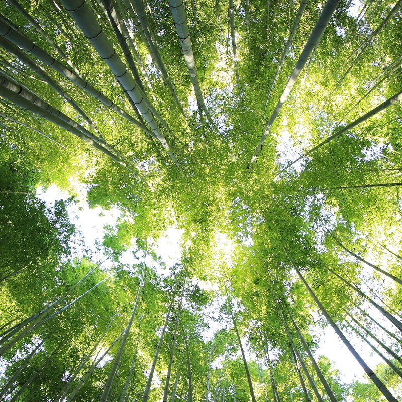Uitbesteden van productiewerk in Oostblok-landen met het FSC-keurmerk